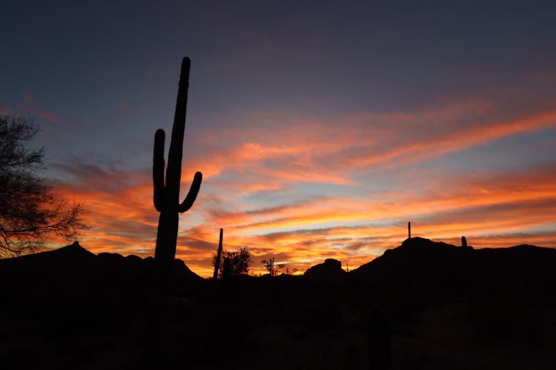 Sonoran Desert Saguaro Sunset near Chandler, AZ
